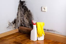 Professional Mold Inspection in Shawneetown, IL